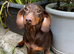 Daschund Female Chocolate & Tan