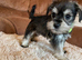 Miniature schnauzer puppies
