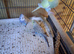 Young budgies