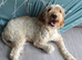 Urgent urgent looking for 5* home