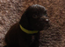 Cocker spaniel puppies