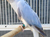 Beautiful Rare Opaline Cleartail Mutation Baby Ringneck