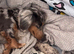Beautiful litter of tiny Daschunds ️REDUCED