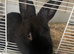 Beautiful male 6 month old rabbit