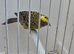 GOLD LIZARD CANARY COCK