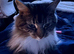 Long haired domestic cat