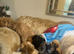 Beautiful miniature poodle puppies