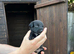 Jack Russell cross