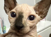 Male Sphynx kittens Ready Now