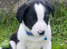 Border Collie x Cocker Spaniel Ready Now