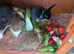 Mini lop cross rabbits