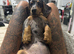 Miniature female dapple girl looking for her forever home