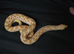 Western Hognose (Albino)