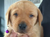 Red Labrador retriever male