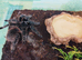 Brazilian salmon pink bird eater female for sale