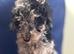Miniature poodles 4 girls 1 boy