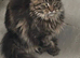 Adult and you do Mainecoon's