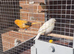 5 canaries for sale