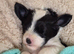 Australian Labradoodle puppies - health tested