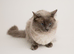 Ragdoll Stud - Handsome Blue Point Chocolate Carrier