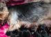 Adorable Yorkshire Terrier puppies.