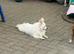 Miniature Pomeranian girl