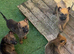 Working line German shepherd puppies