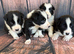 Border Collie Puppies for sale