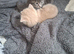 4 kittens