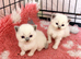 Pure ragdoll babies