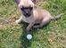 Small chihuahua boy