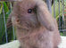 Mini lops available now