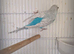 Sky blue male budgie