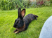 10 BELGAIN HARE KITS