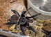 Small list of tarantulas