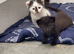 Black kitties