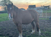 Registered new Forrest gelding