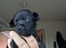 Cockapoo x chihuahua girls