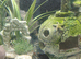 Male Map Turtle with large tank.