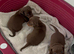 3 kc reg boy puppies