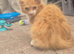 Maine coon kitten