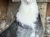Pigeons