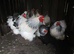 Beautiful Columbian, Silver/Black Pekin Pullets( Guaranteed Female)
