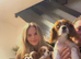 Cavalier king charles spaniel puppy boy