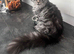 Female mainecoon active register