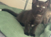 4 playful kittens - 7 weeks old