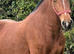 Shire cob gelding heavy horse part loan
