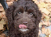 Beautiful cockapoo pups