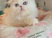 GCCF Registered pure breed kitten