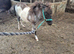 Miniature Shetland Filly